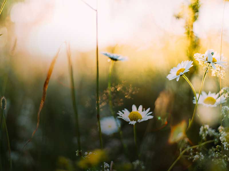 Easter Devotional from Doug Graham