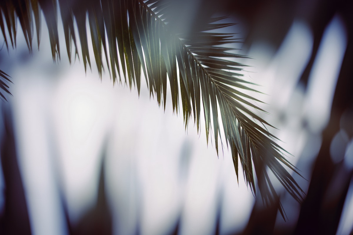 Photo from Unsplash: Palm branch against light sky