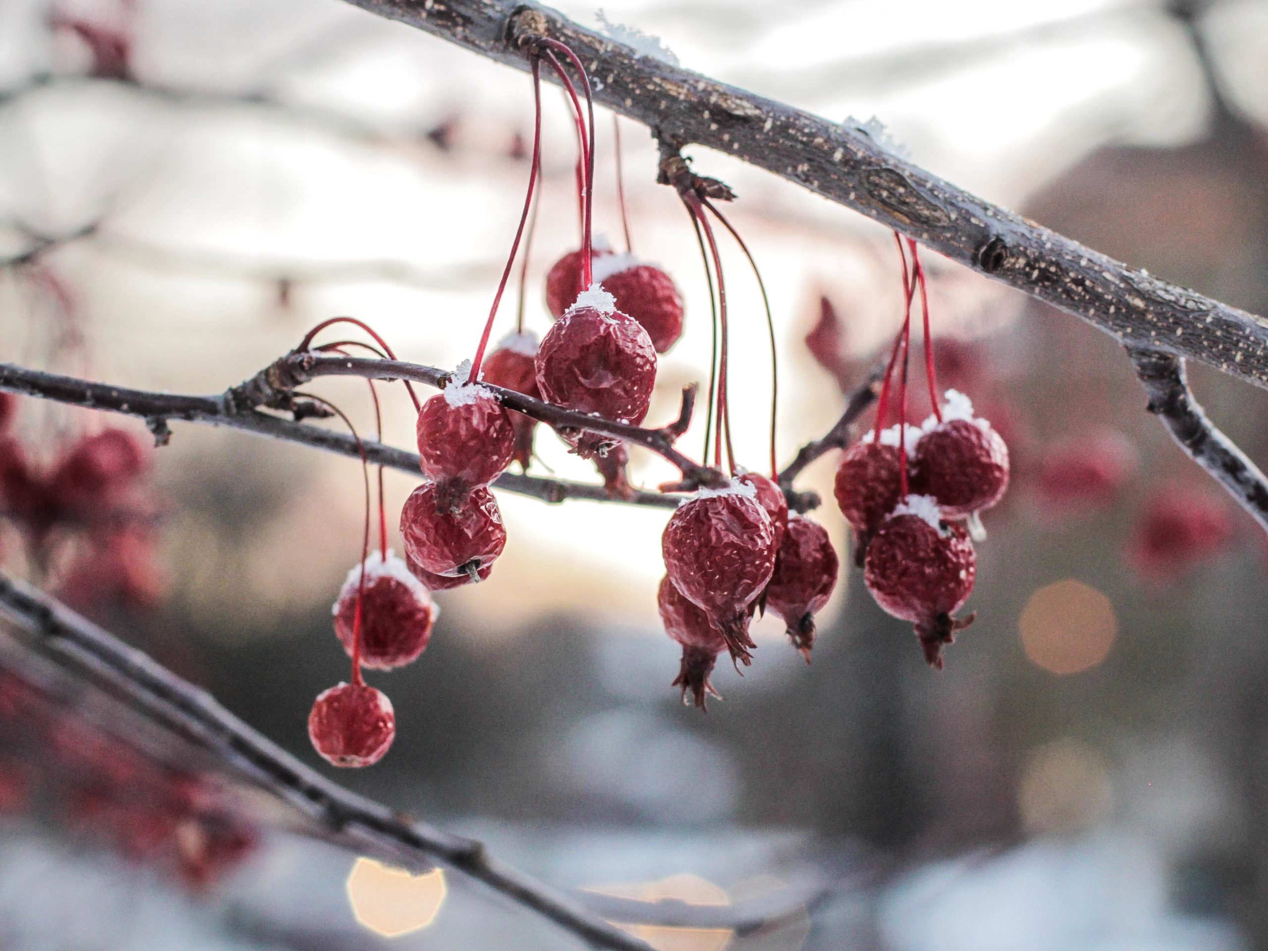 Winter Berries