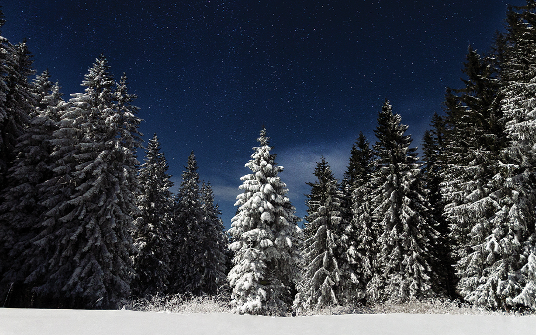 Snowy Christmas Trees