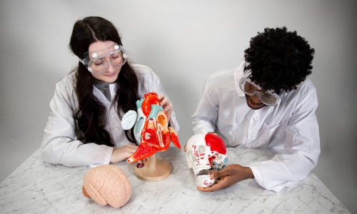 Two students working together to examine a plastic skull and plastic heart diagram.