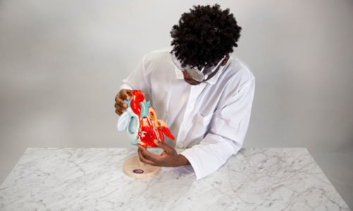 Student inspecting plastic heart diagram