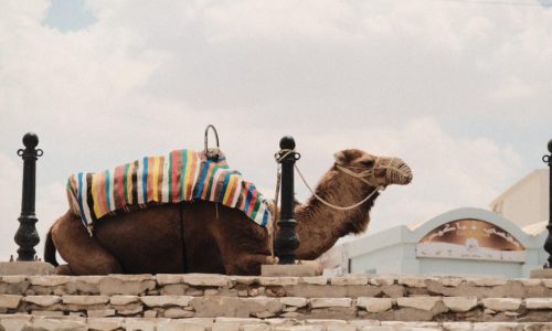 camel sitting on a ledge