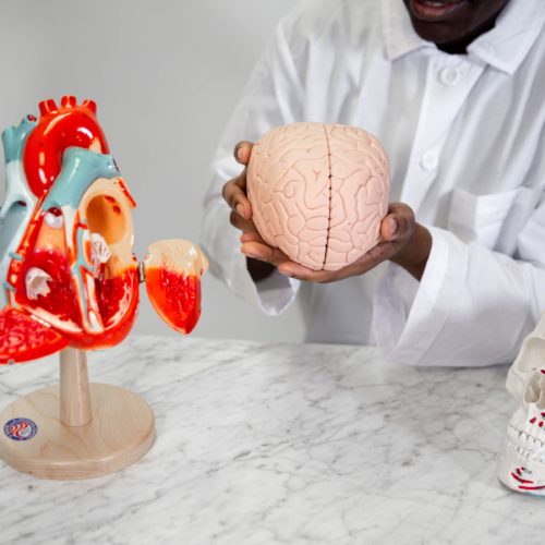 A man in lab equipment inspects a model of a brain, models of a heart and a skull also sit on a table in front of him